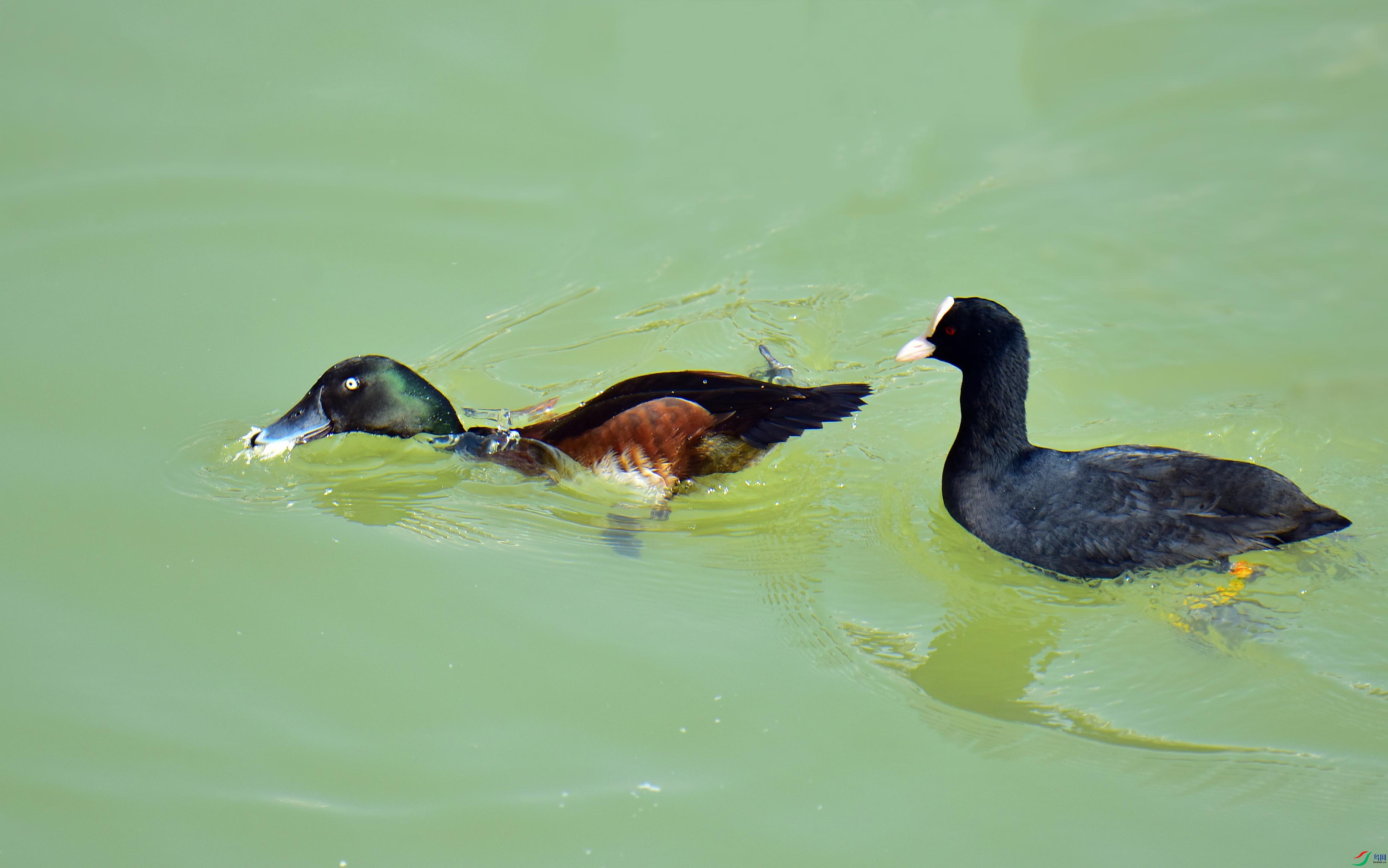 DSC_2068_conew1.jpg
