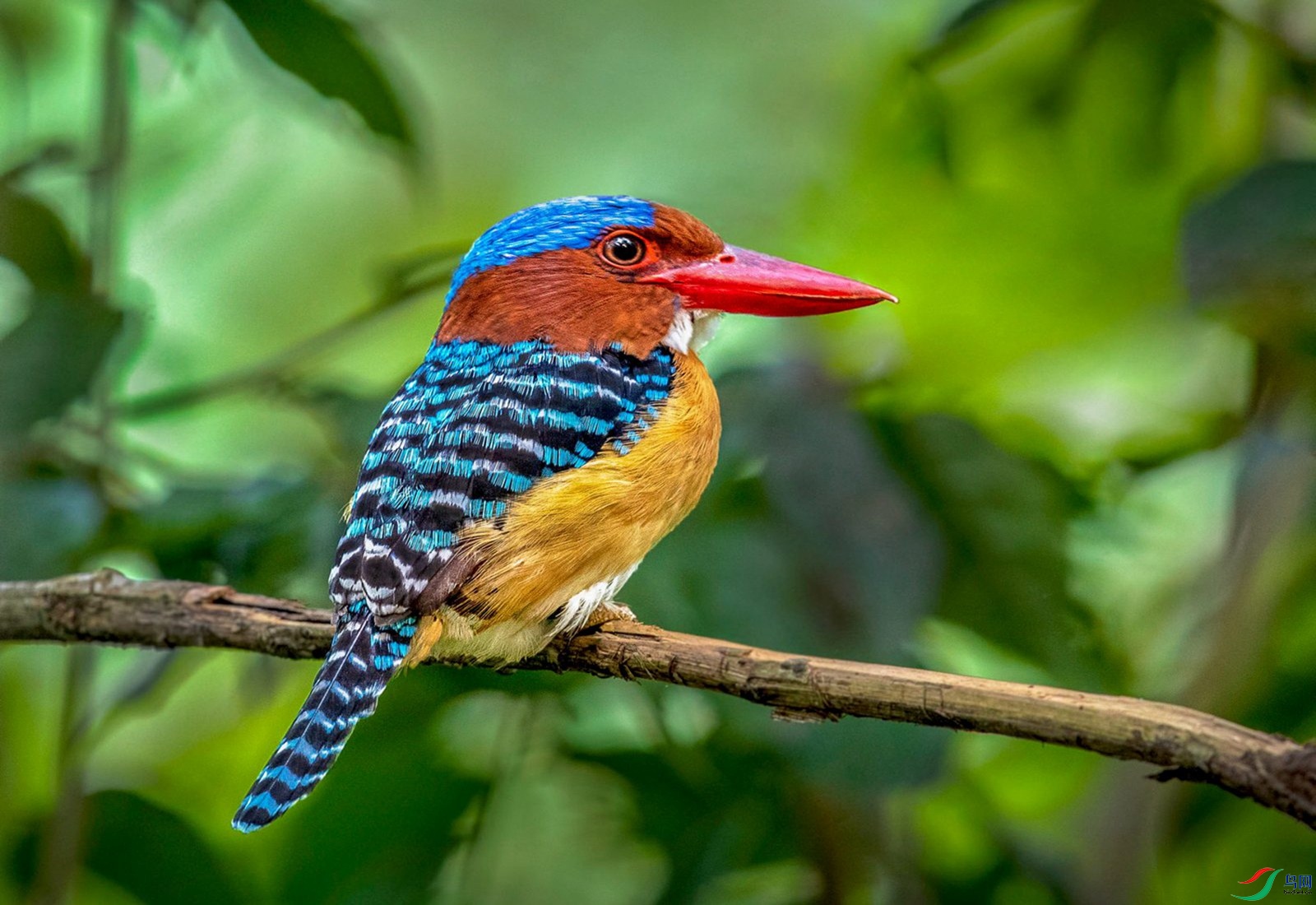 横斑翠鸟"荣获首页精华"