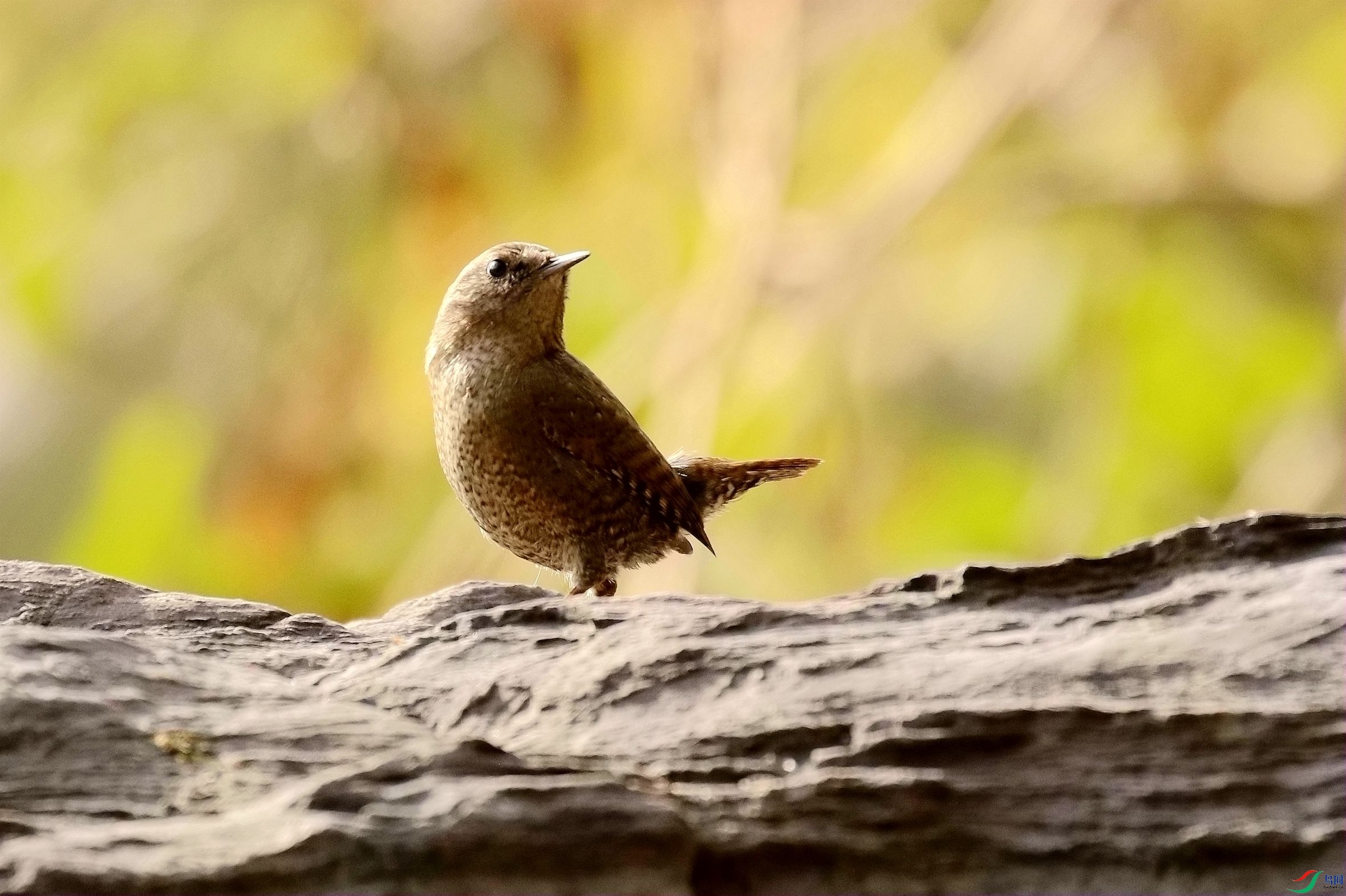 扭头观望的鹪鹩