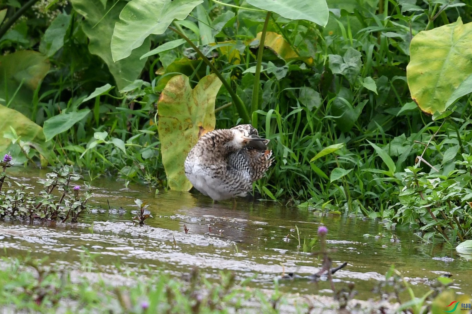 DSC_8540_����.jpg