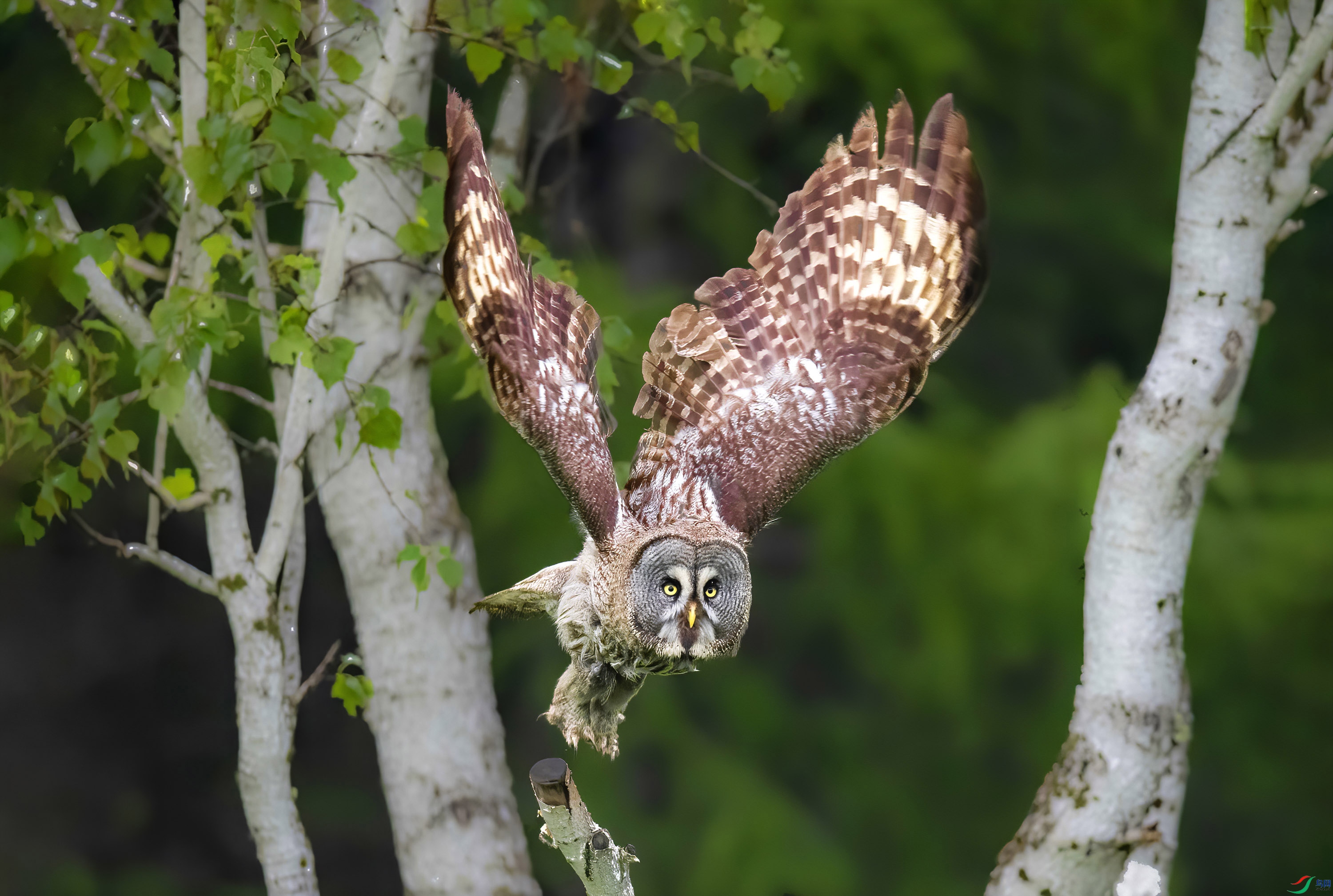 _JLN0677-1     ok.jpg