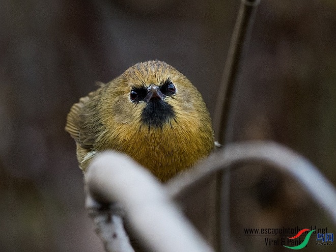 blackchinned_babbler_0167.jpg