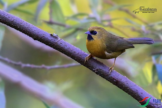 black_chinned_babbler_2.jpg