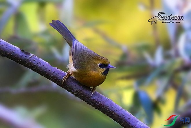 black_chinned_babbler_copy4.jpg