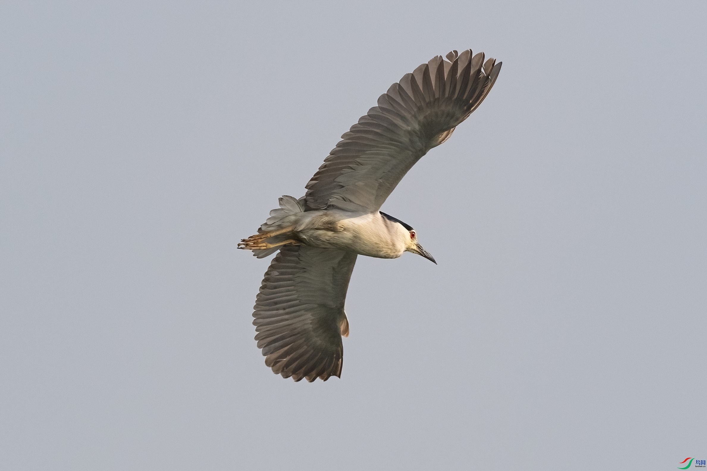_DSC8451-denoise-denoise.jpg