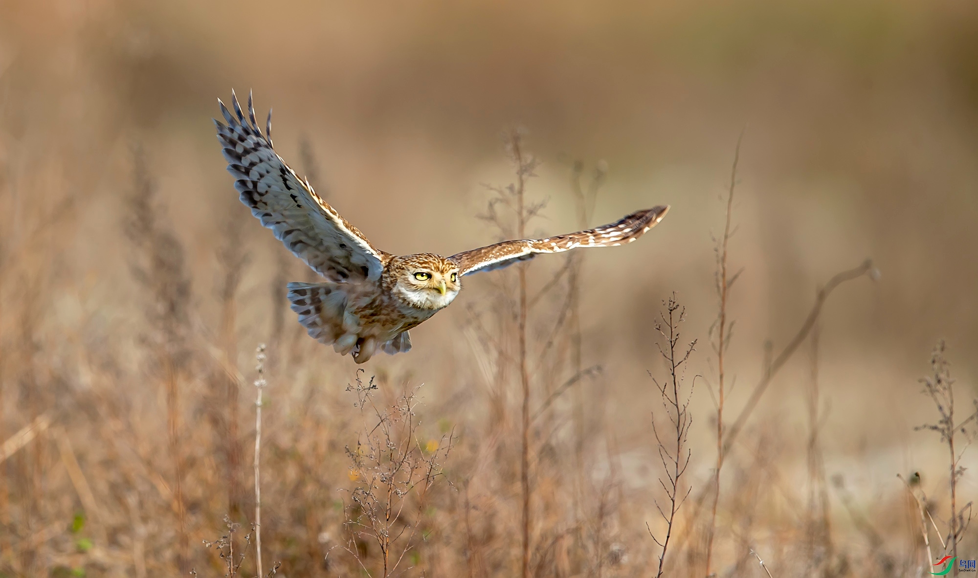 ���Ƹ�С�^