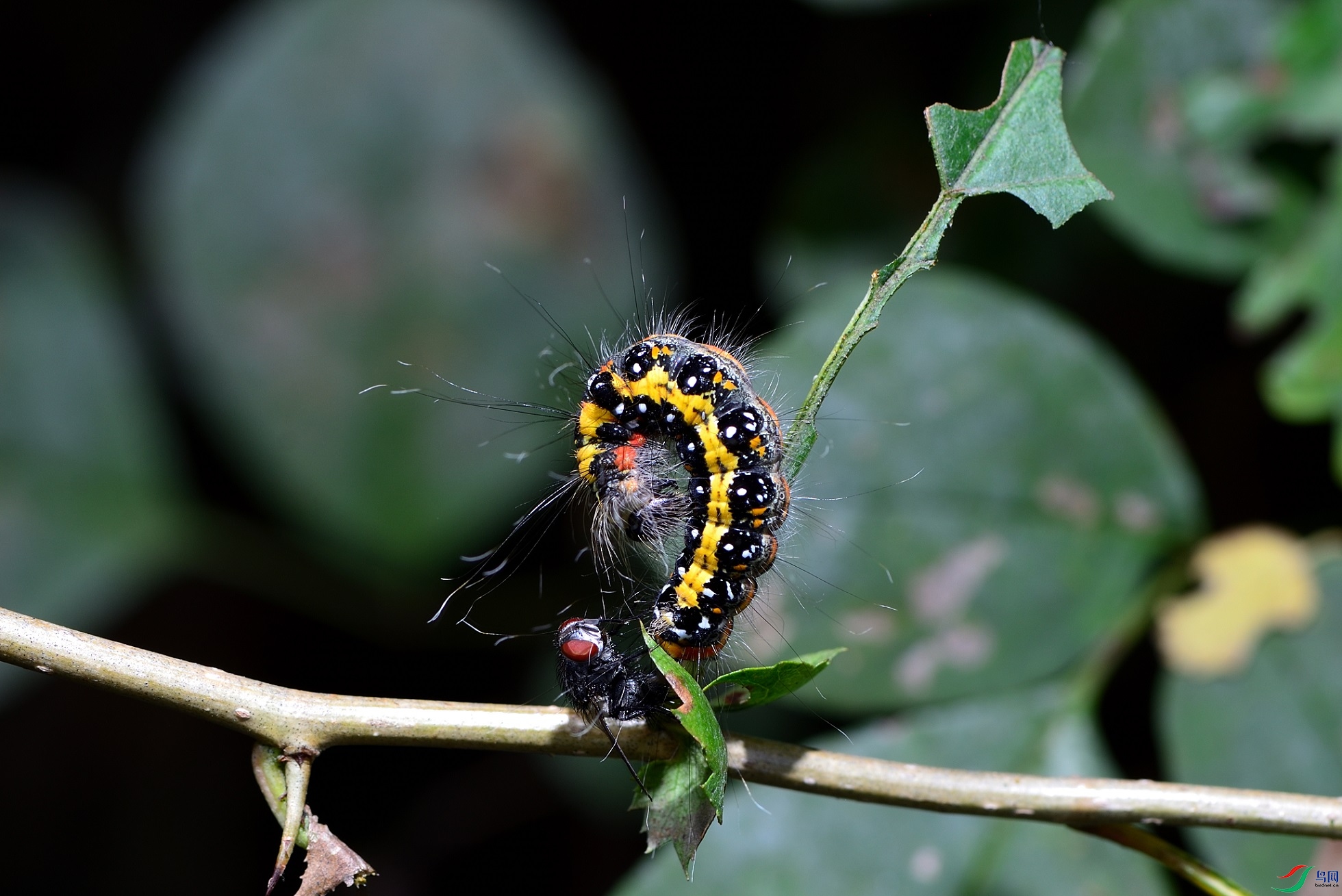 DSC_1177_00001.jpg