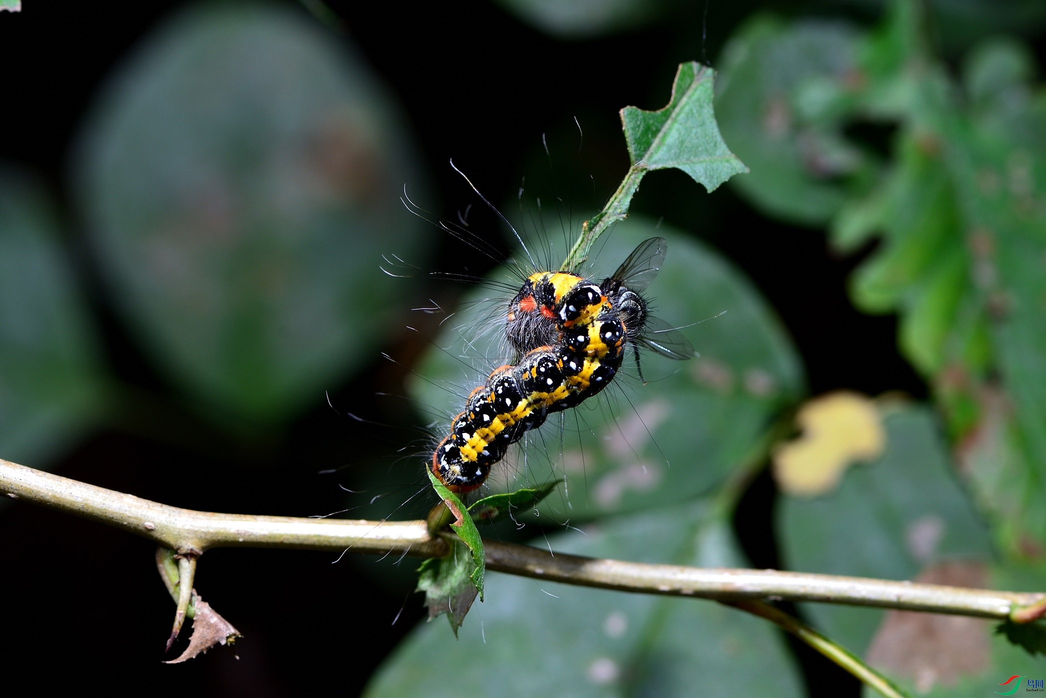 DSC_1183_00001.jpg