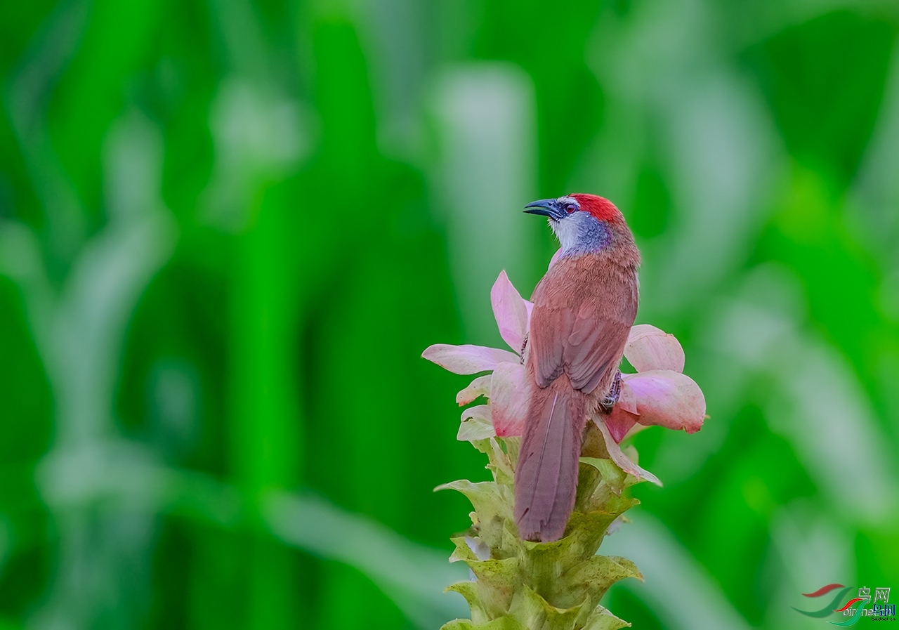 H��ͷ   ��ʦ�����ڹ���׳��������������������.jpg