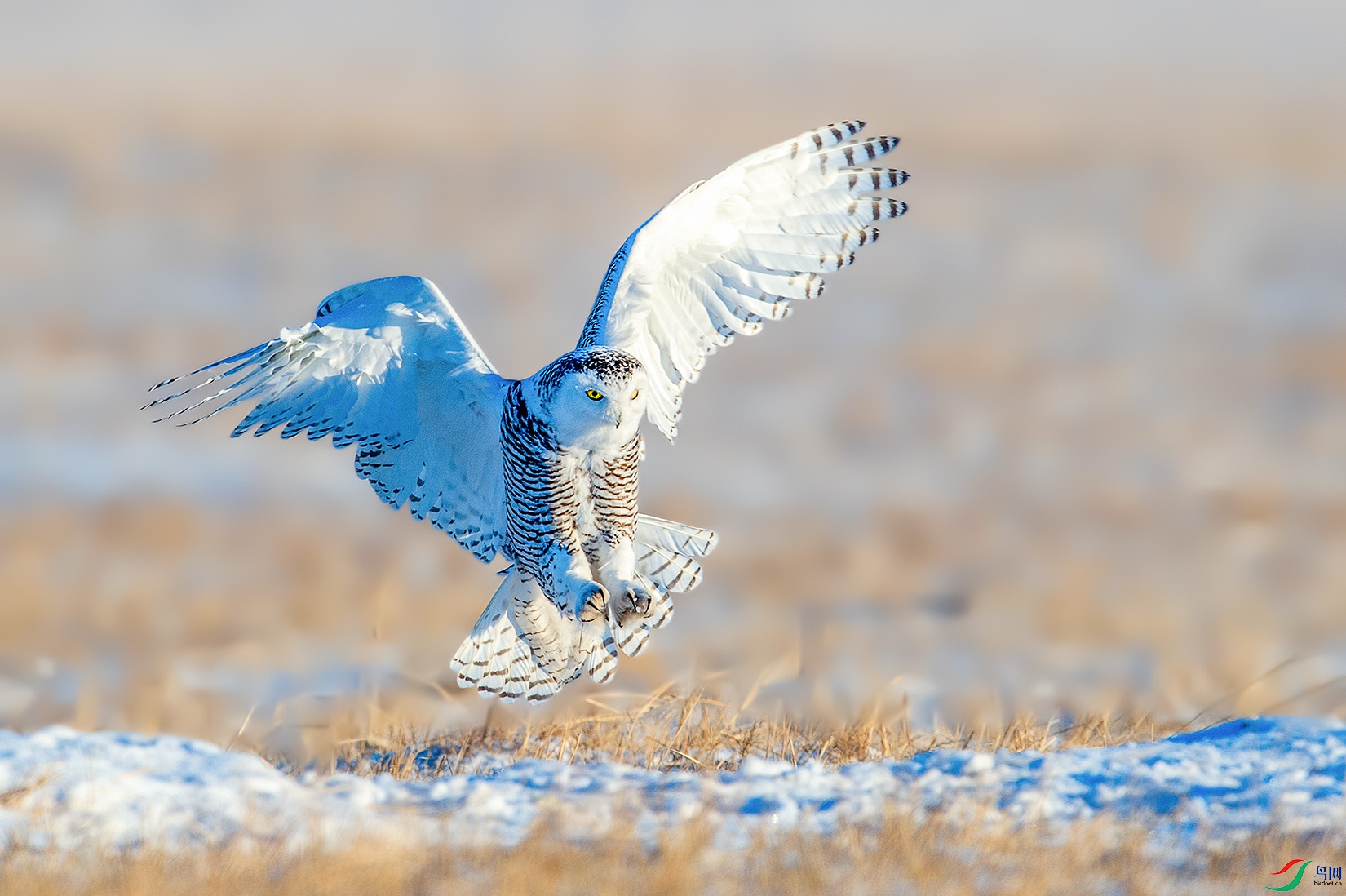 DSC_6978-a.jpg