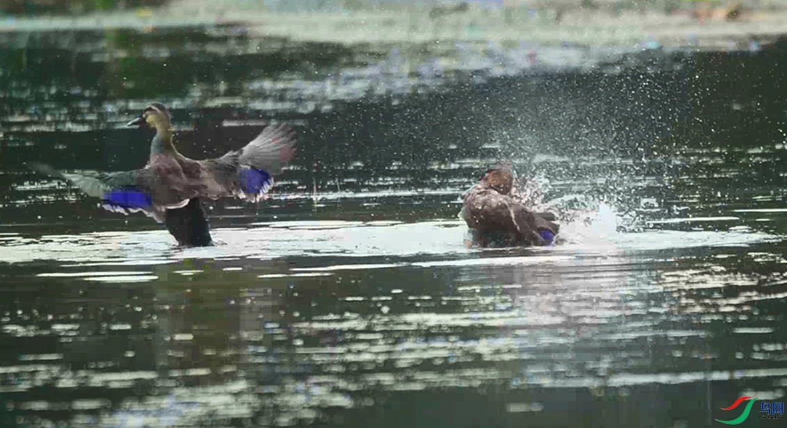 202109120622(1) 00_00_00-00_00_49_MomentѼϷˮ-0-012-01-p-2.jpg