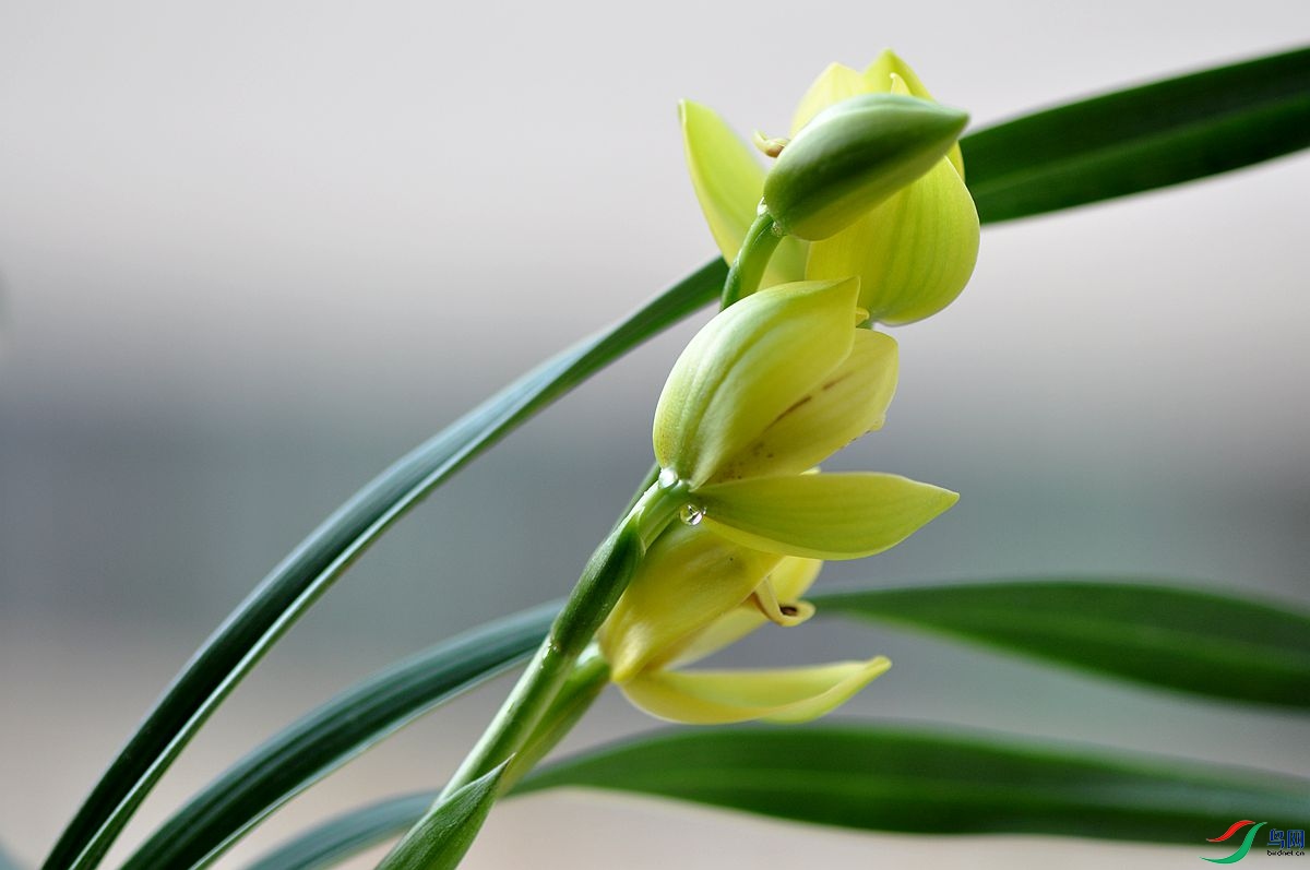 醉美兰花金中国