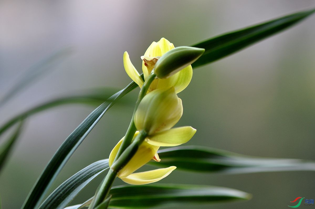 醉美兰花金中国