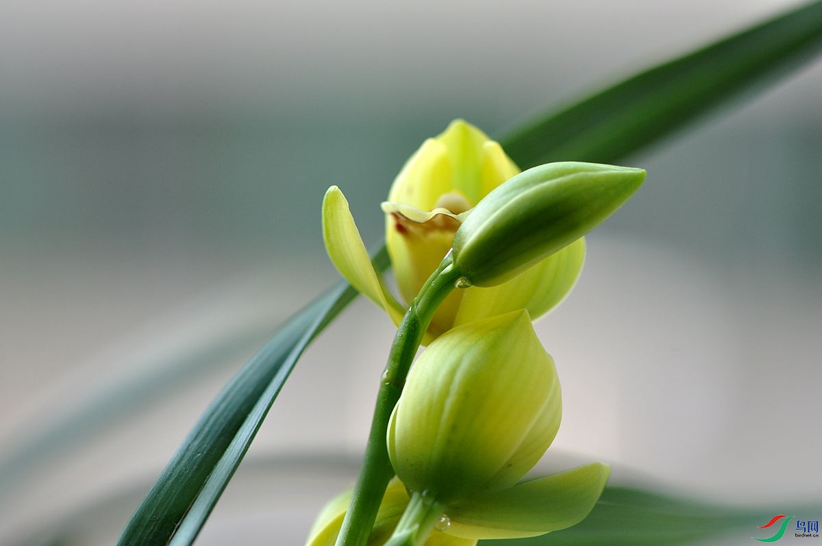 醉美兰花金中国