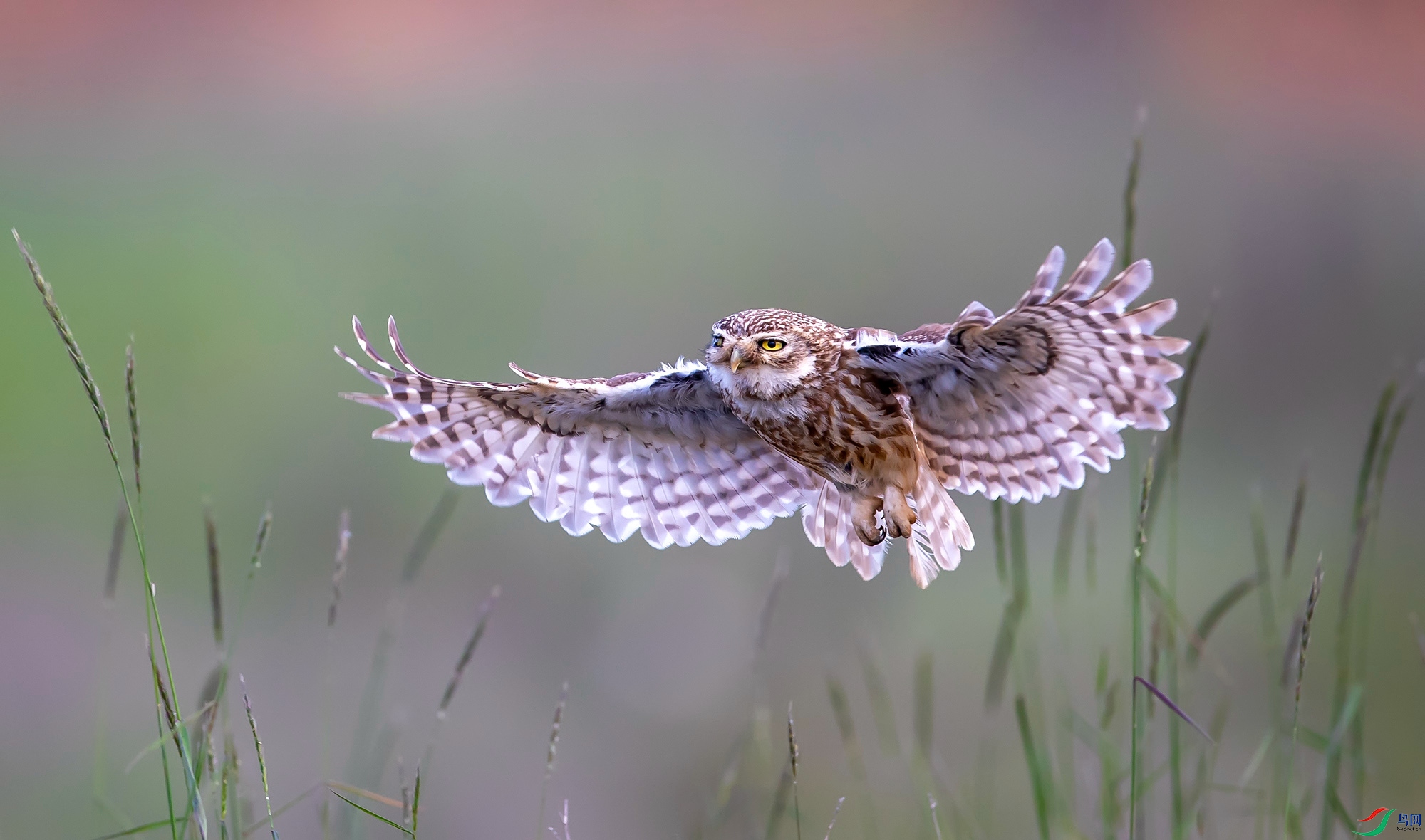 ���Ƹ�С�^