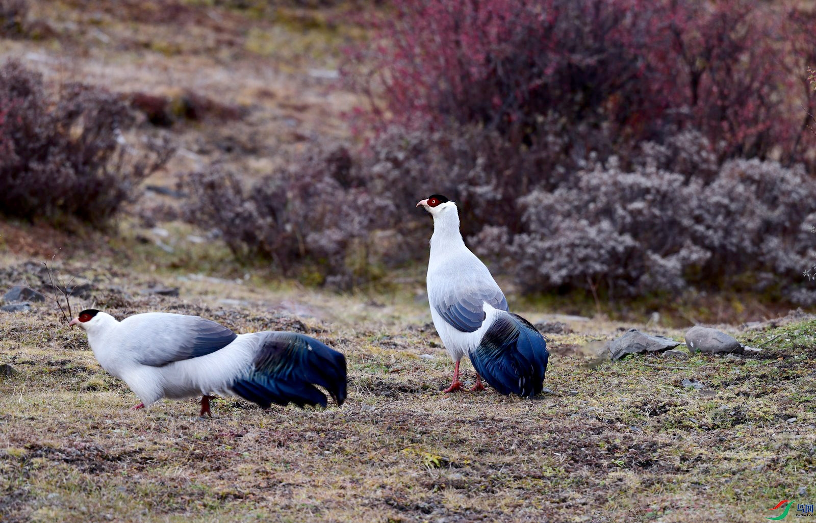 DSC_6954.JPG