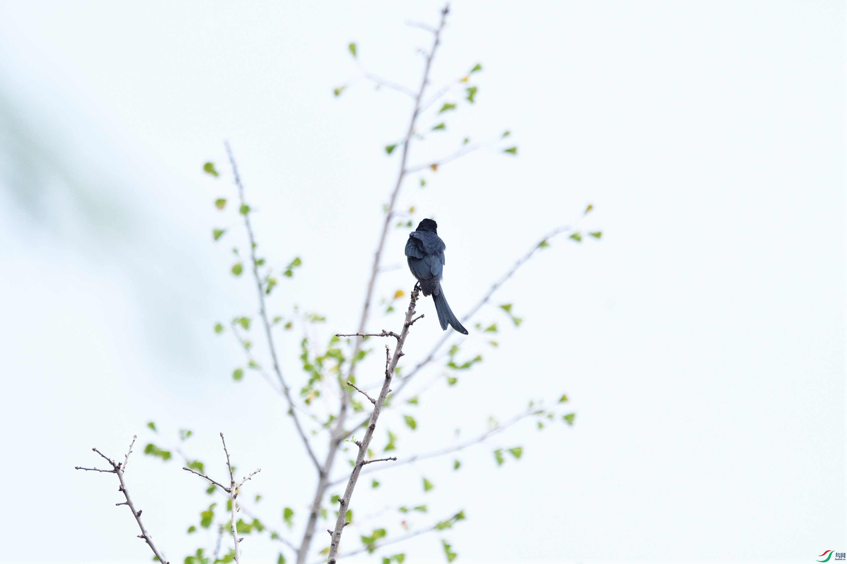 DSC_9515.jpg