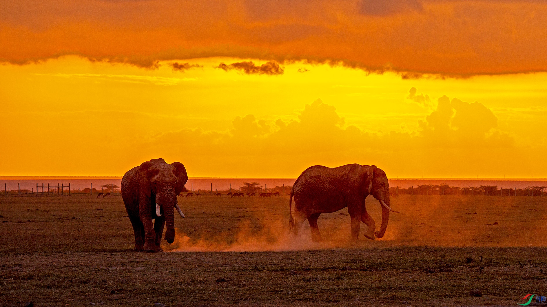 [哺乳] 夕阳下的非洲象 ---- 祝贺荣获动物首页精华!