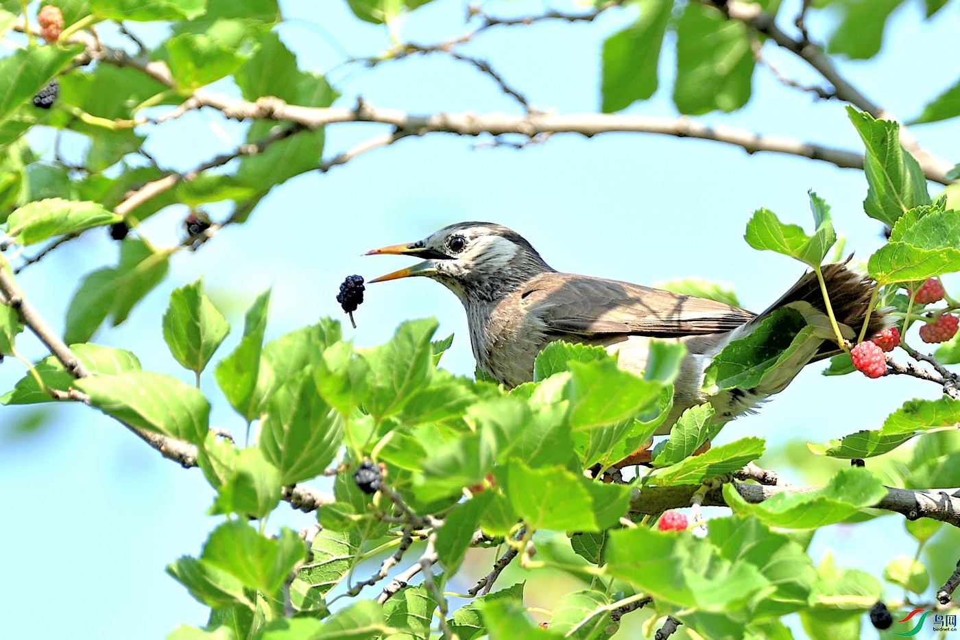DSC_7469.JPG