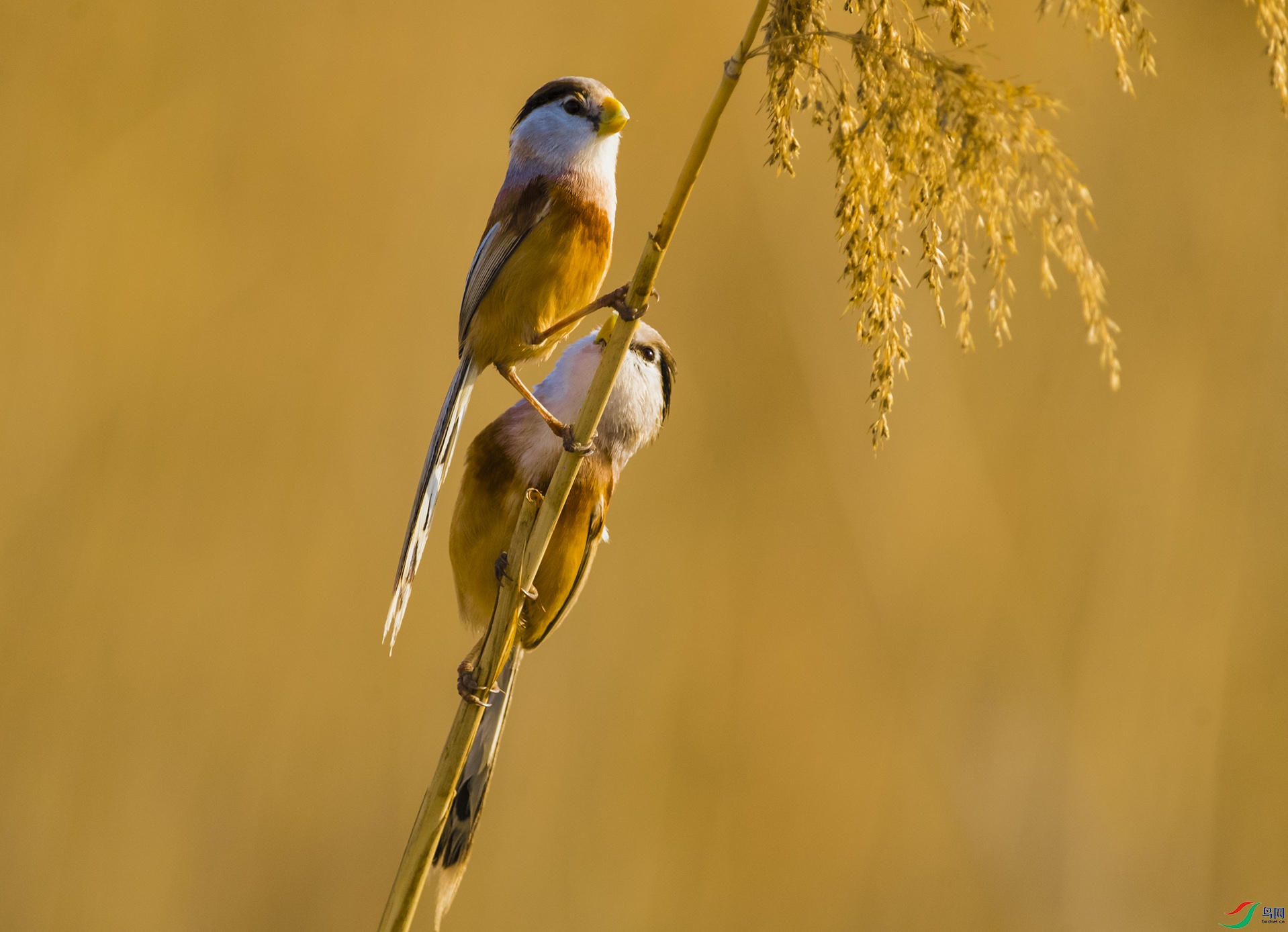 ��ϼ�еĹ���---�߸�����