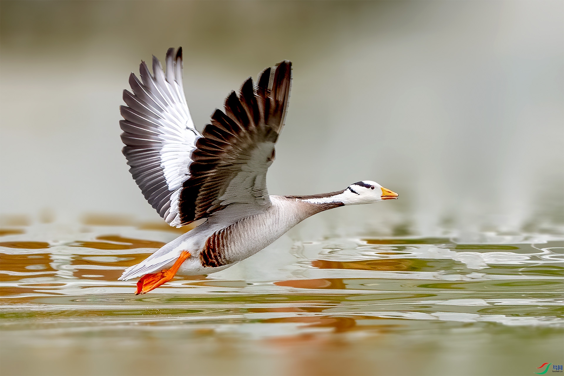 _DSC4154-9=.jpg
