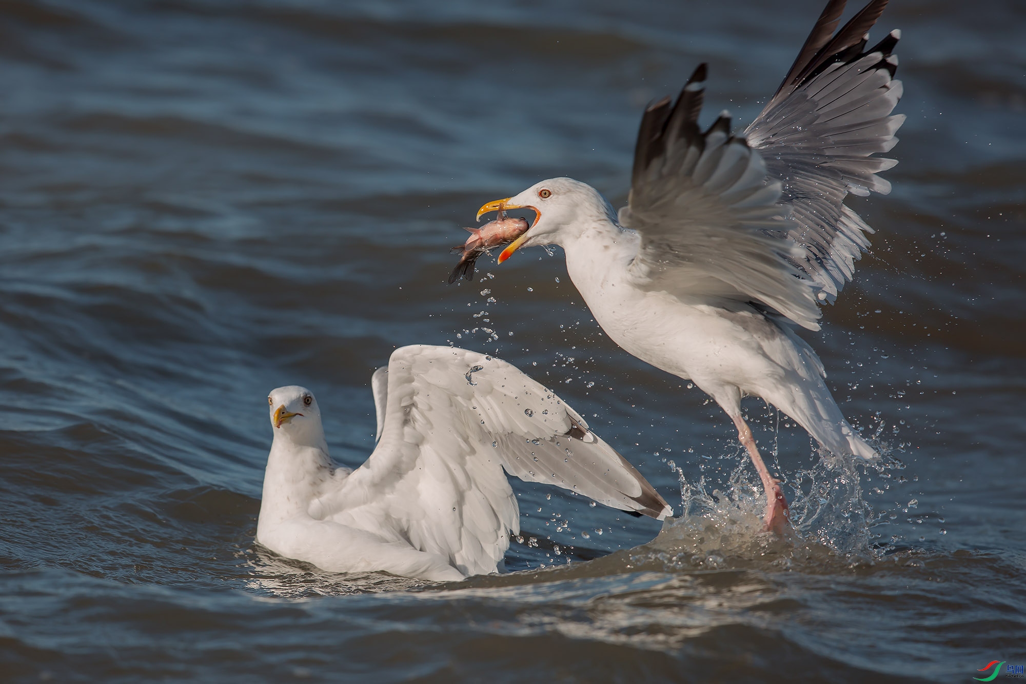 银鸥叼鱼