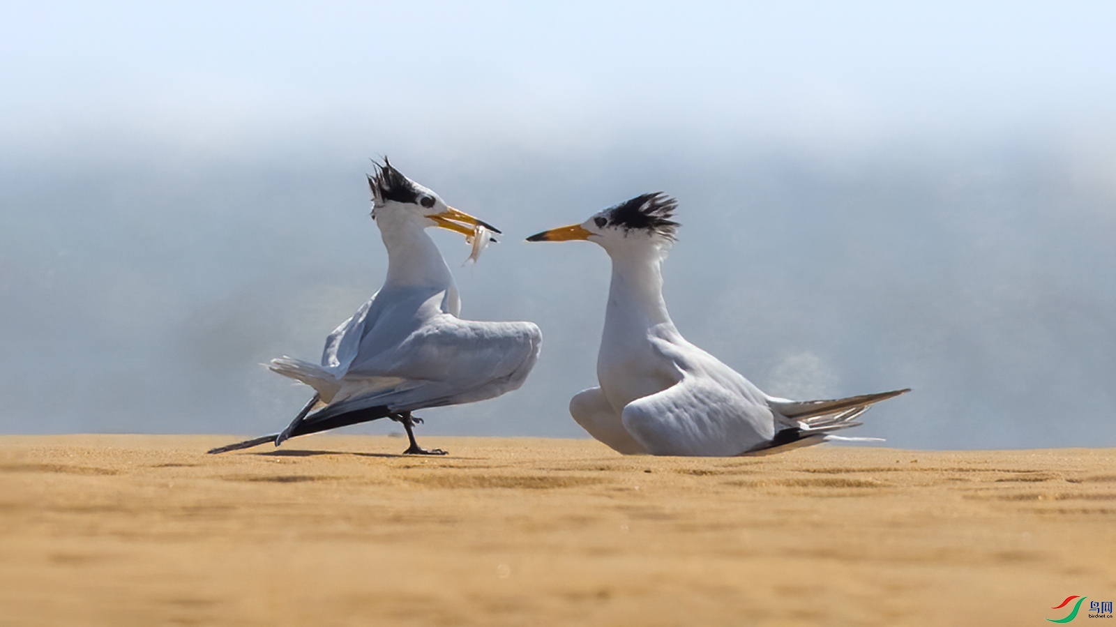 中华凤头燕鸥《荣获首页精华》