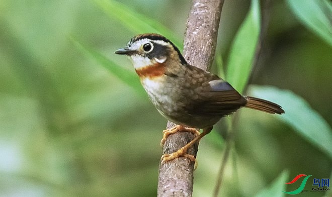 rufous_throated_fulvetta3.jpg