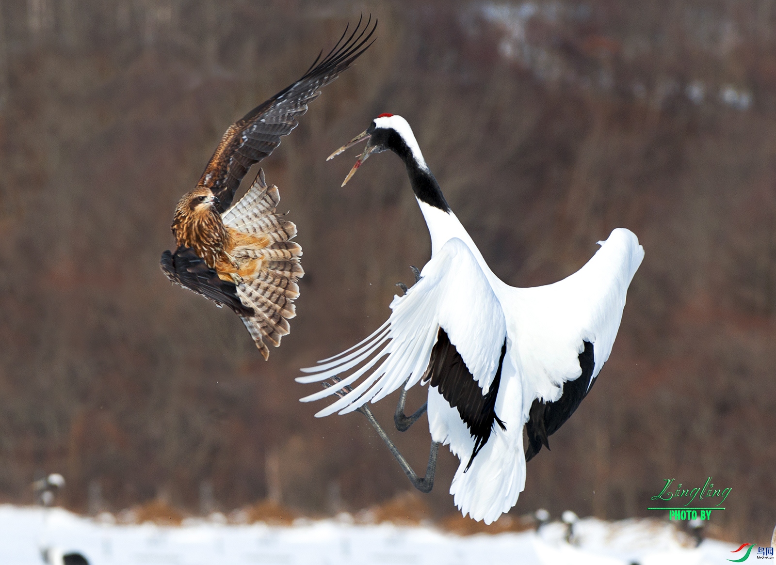 DSC_9810-1.jpg