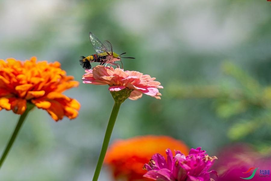 DSC_3644a.jpg