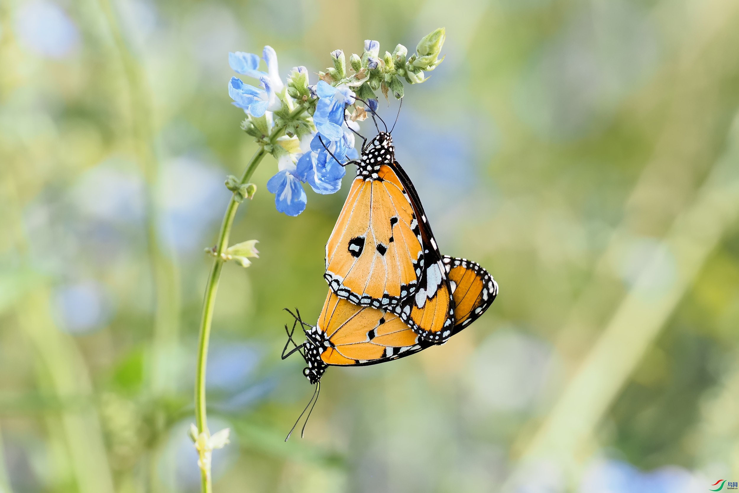 P9092277-1.jpg