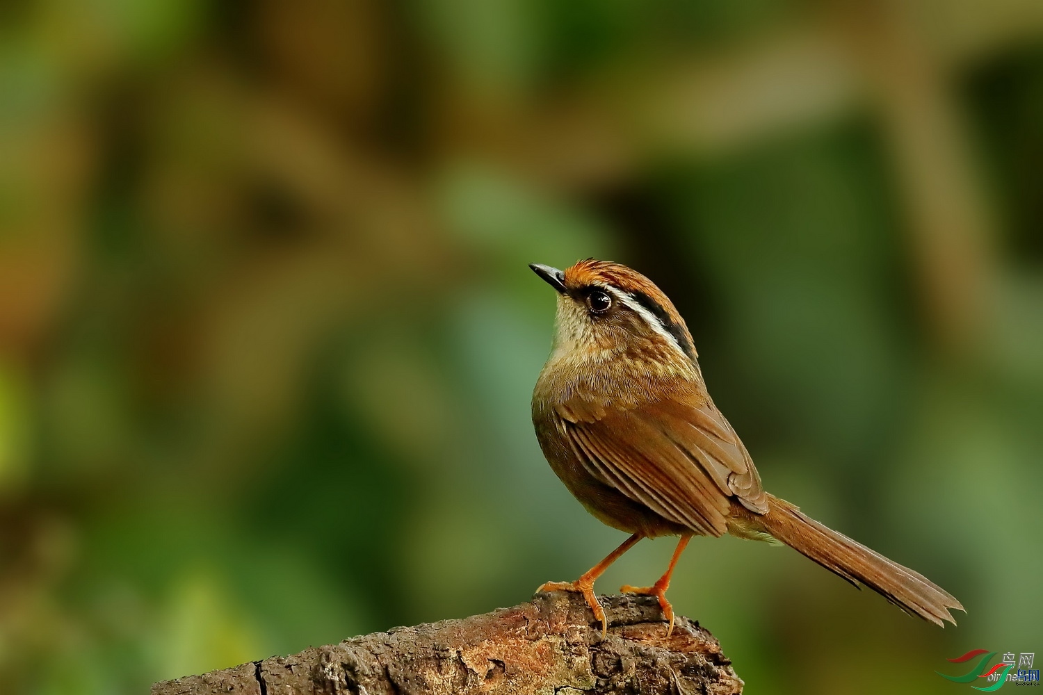 sca31510  ��ʦ���������ϰٻ���.jpg