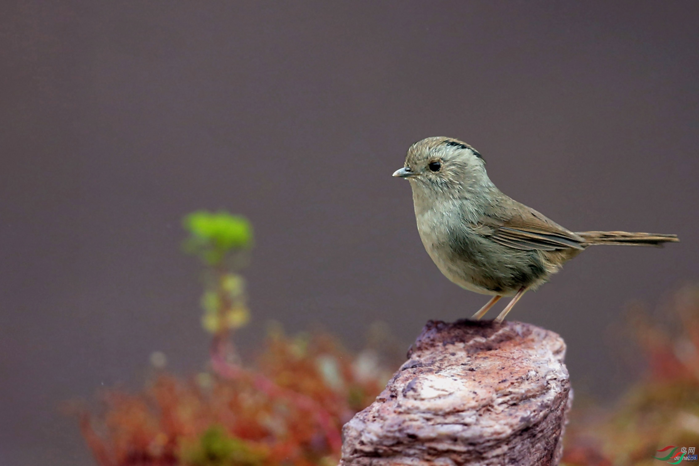 ��Ҷ  ��ʦ������.jpg