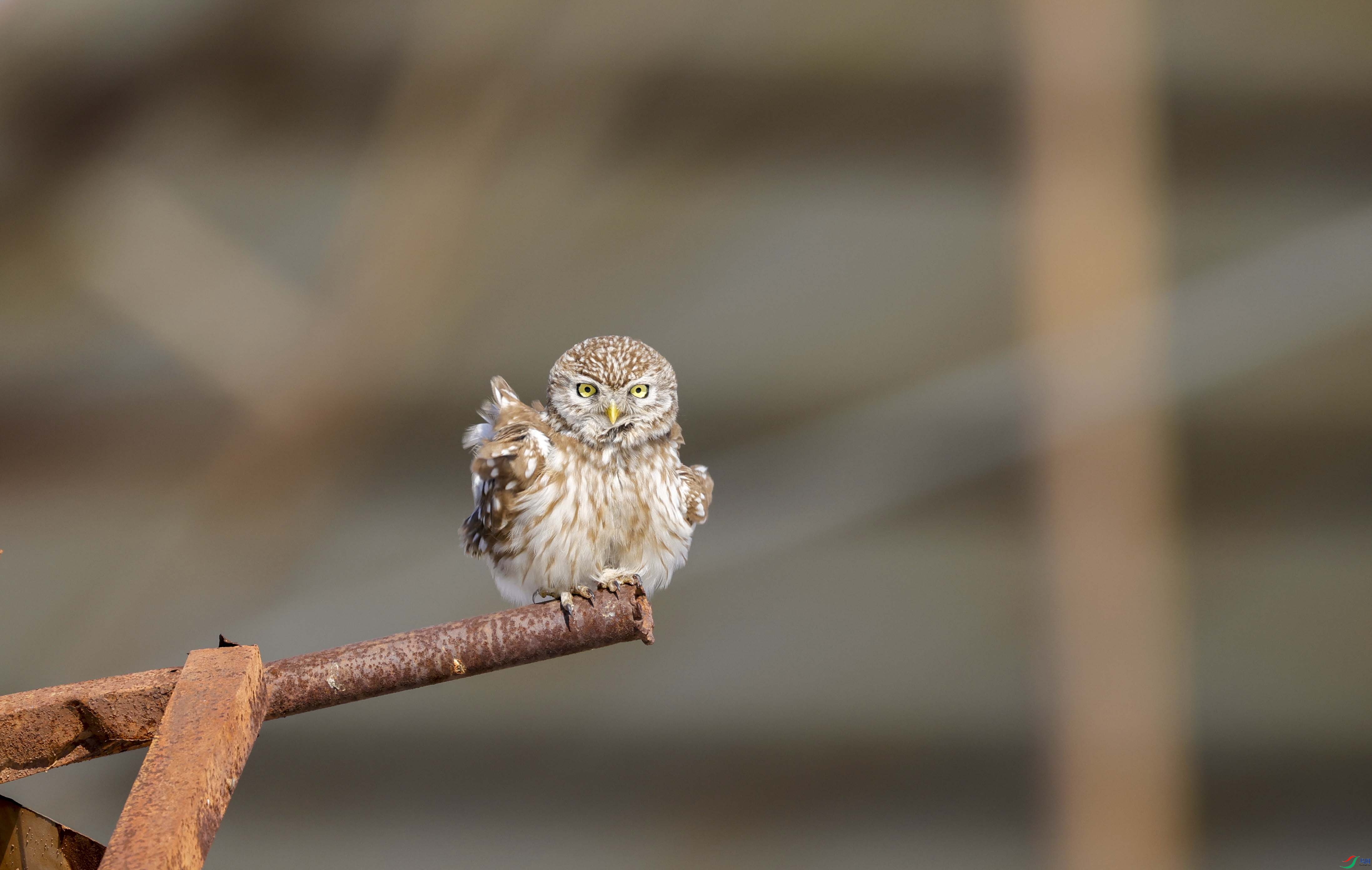 ����ů��