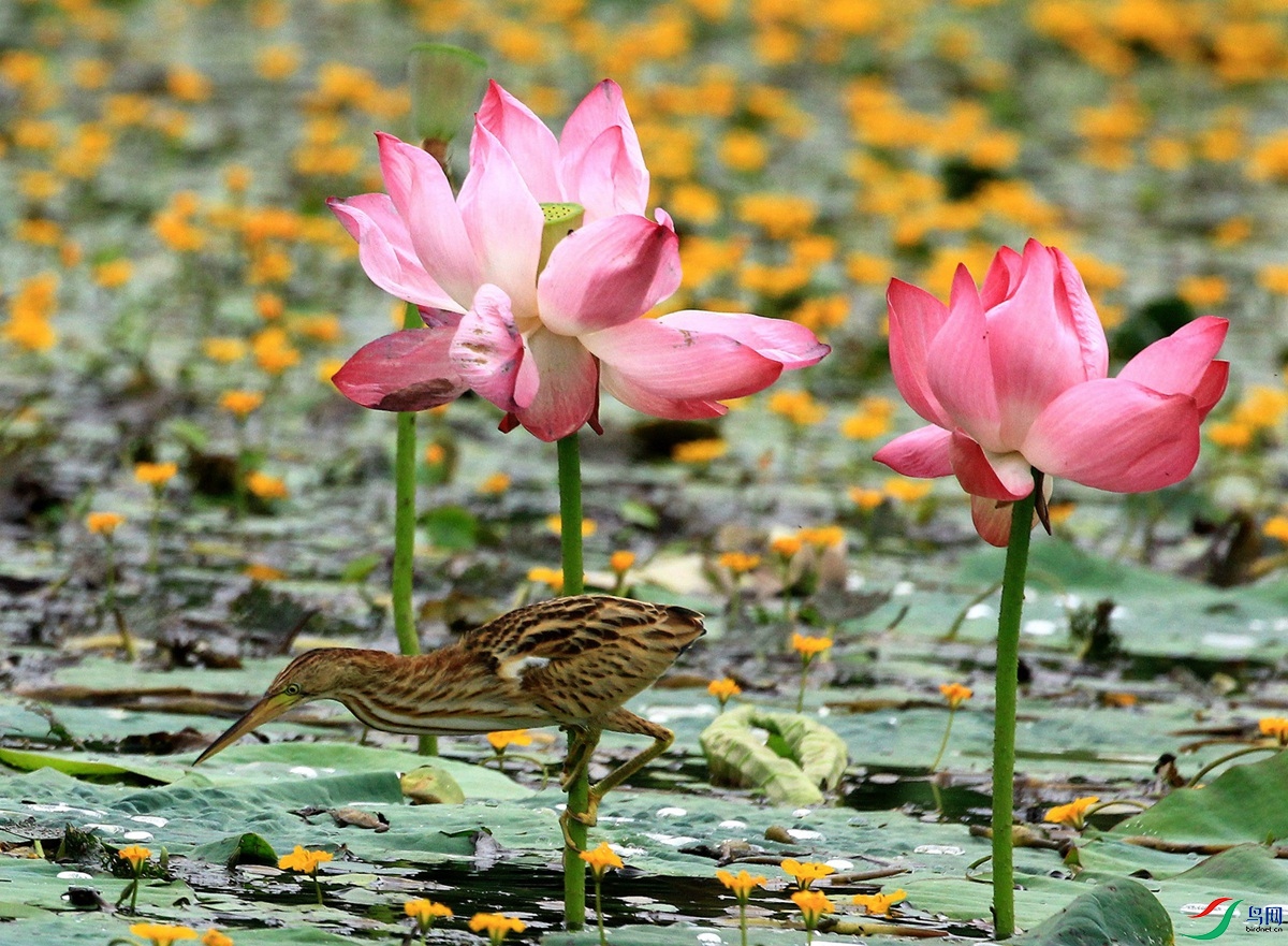 ��β�Y��ʳ