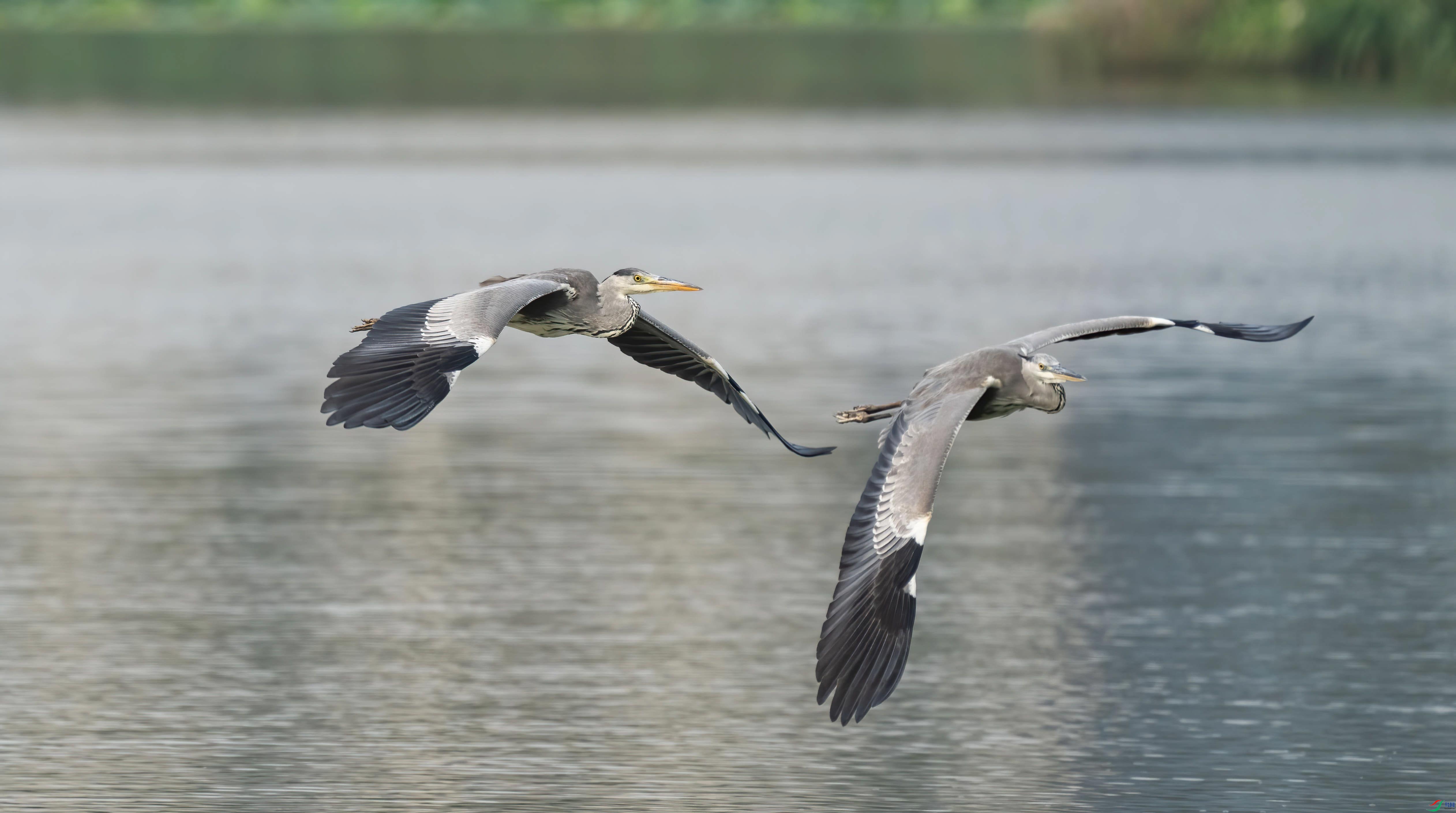 A1X05172-DeNoiseAI-denoise.jpg