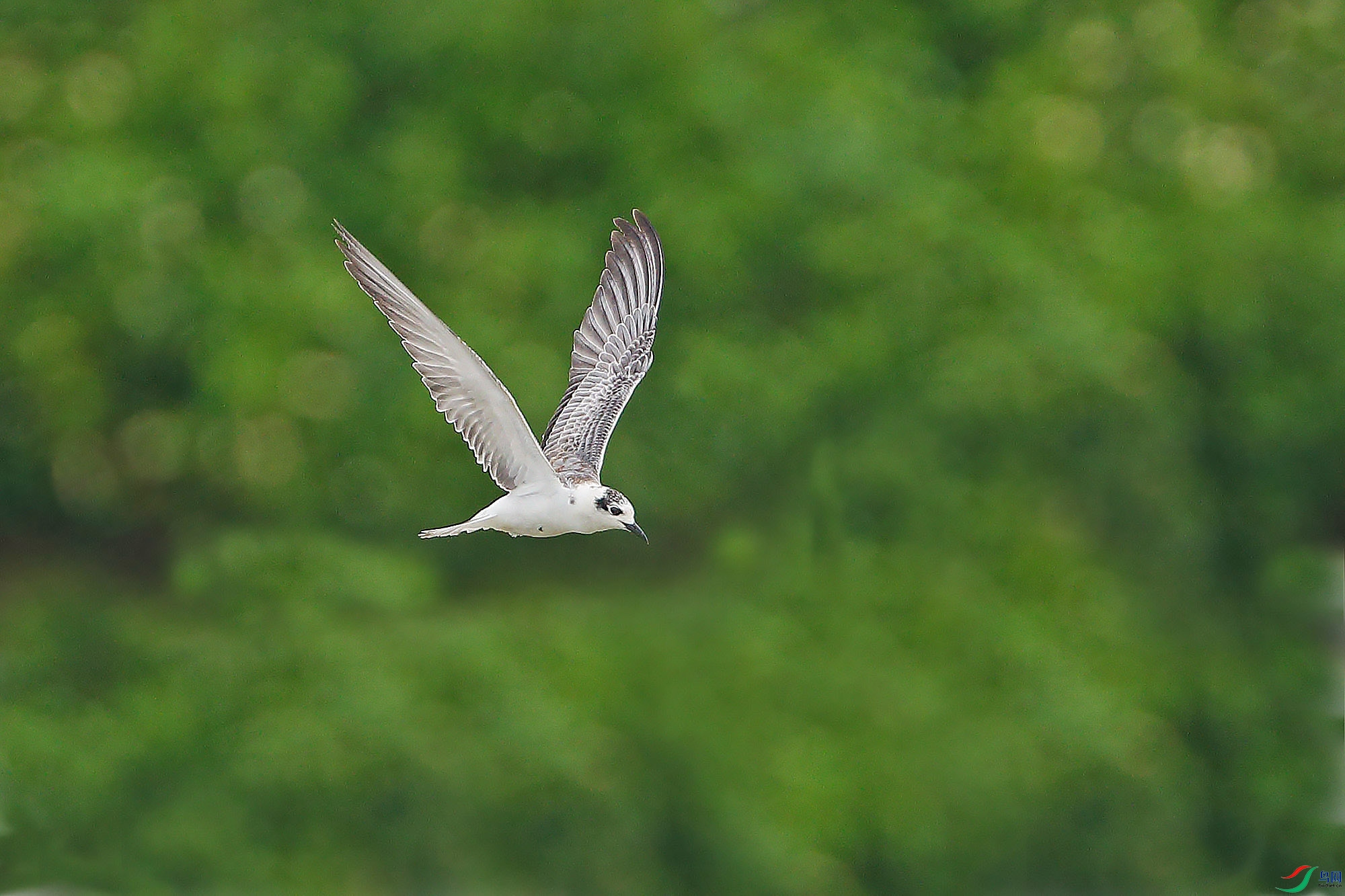 [水鸟] 飞--灰翅浮鸥