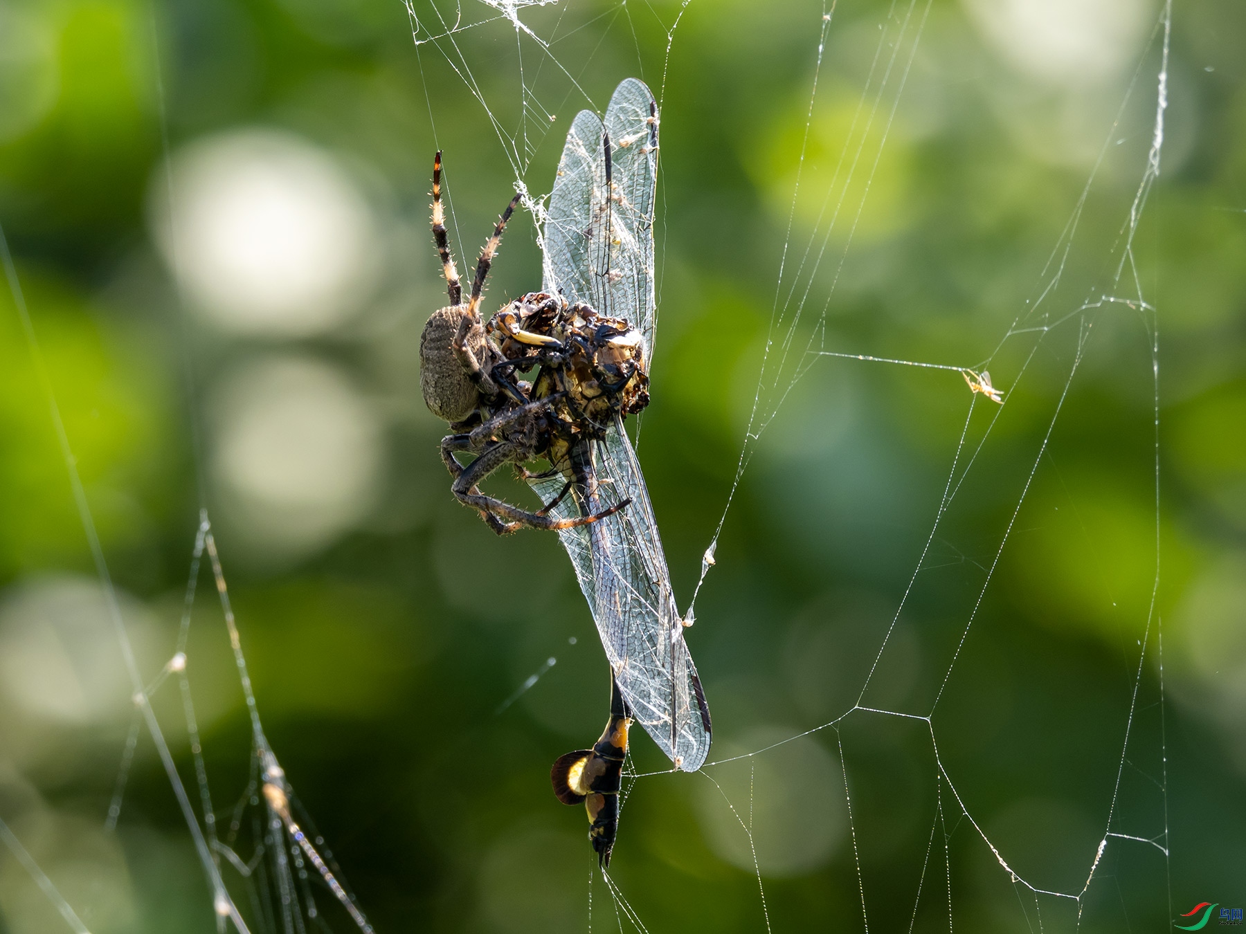 圆蛛的大猎物大团扇春蜓