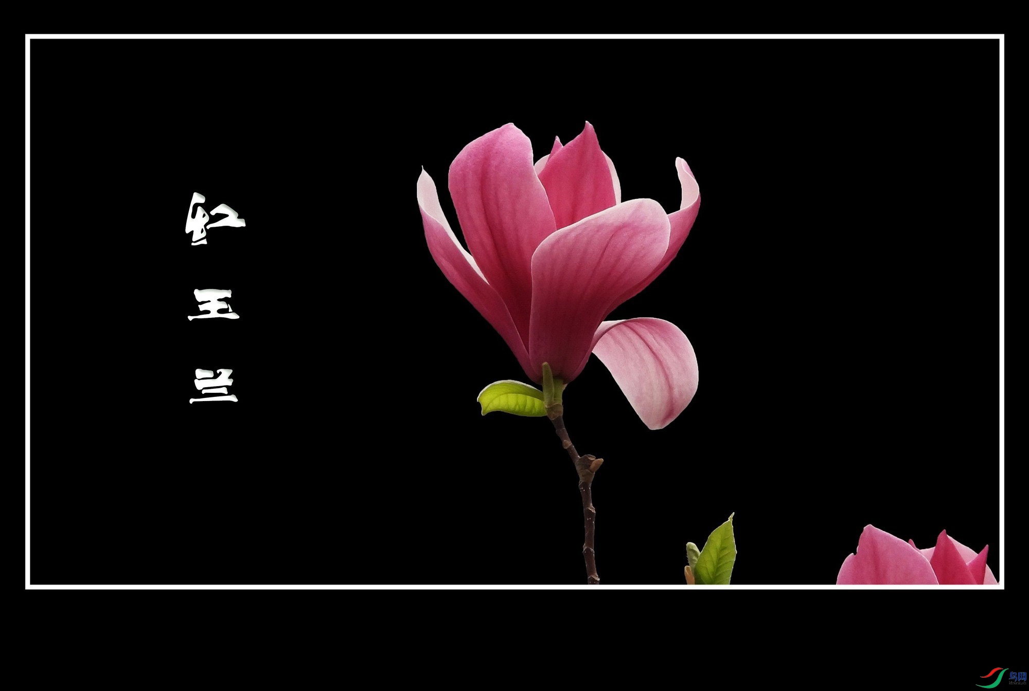 ������ (4).jpg