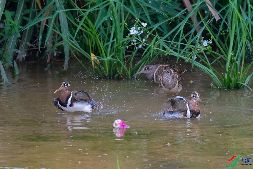 DSC_9936_DxOa.jpg