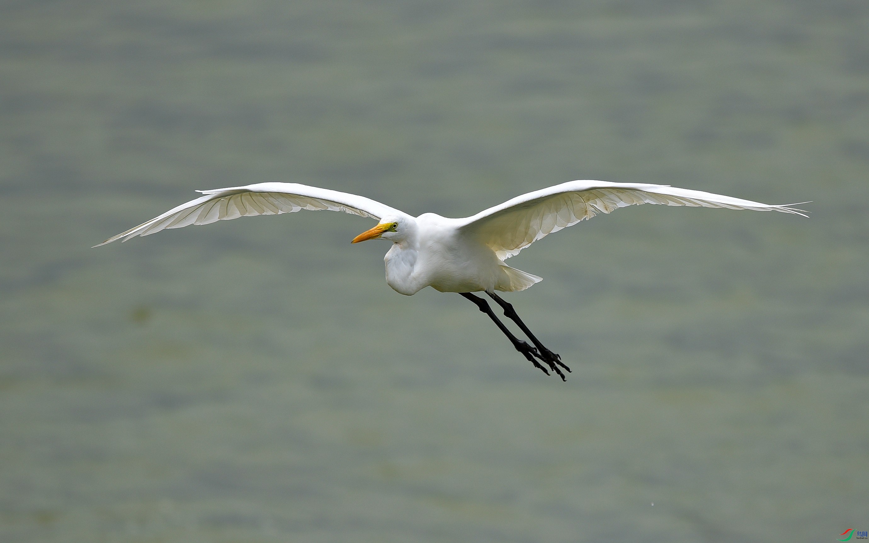DSC_1247_conew1.jpg
