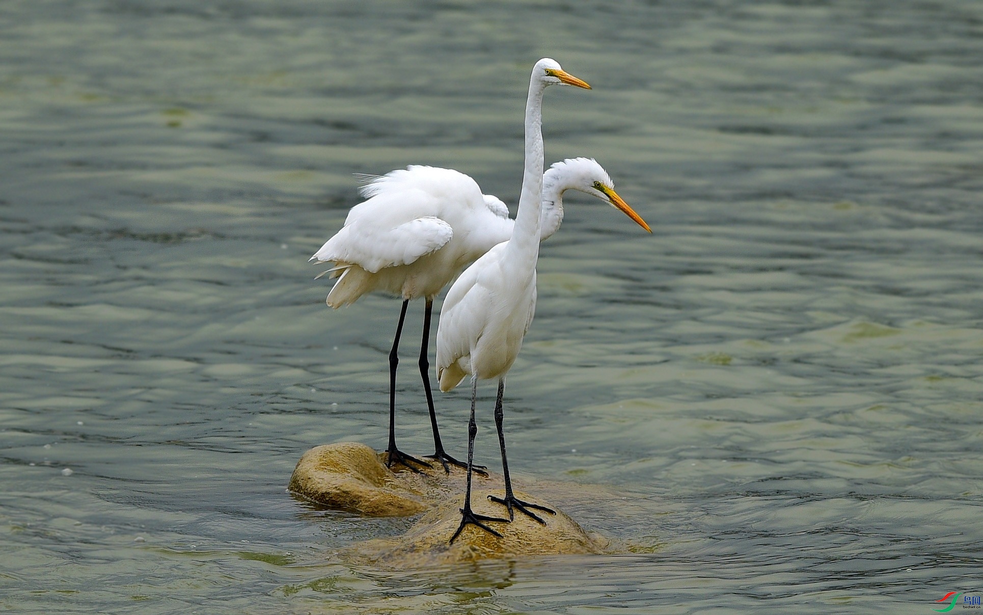 DSC_1291_conew2.jpg