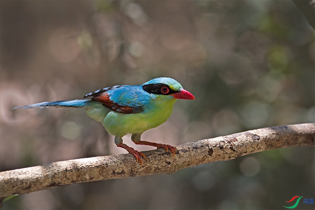 泰国热带丛林里的蓝绿鹊