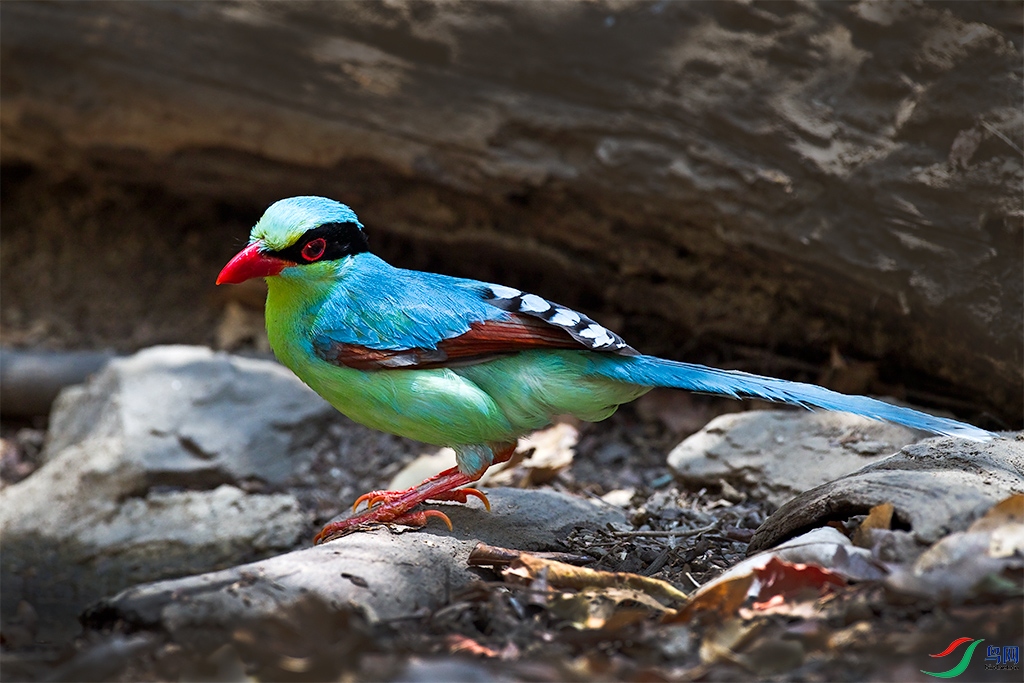 泰国热带丛林里的蓝绿鹊