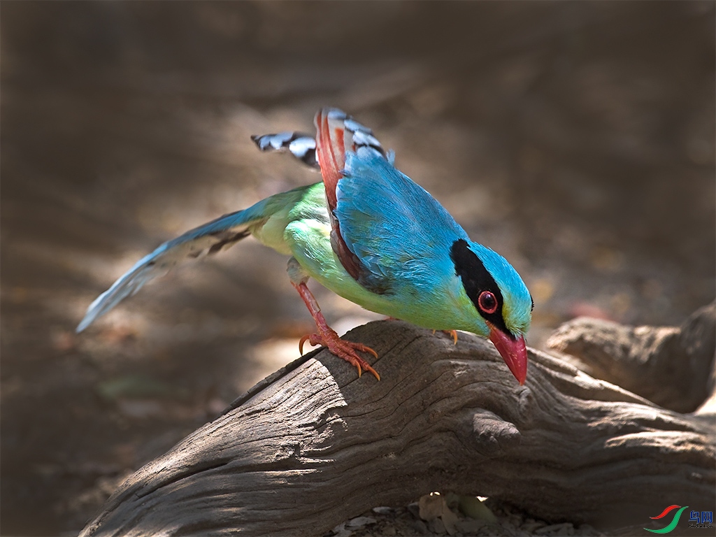 泰国热带丛林里的蓝绿鹊