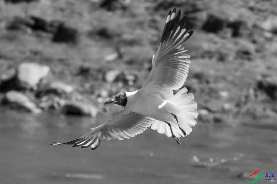 D50_8787_1.jpg