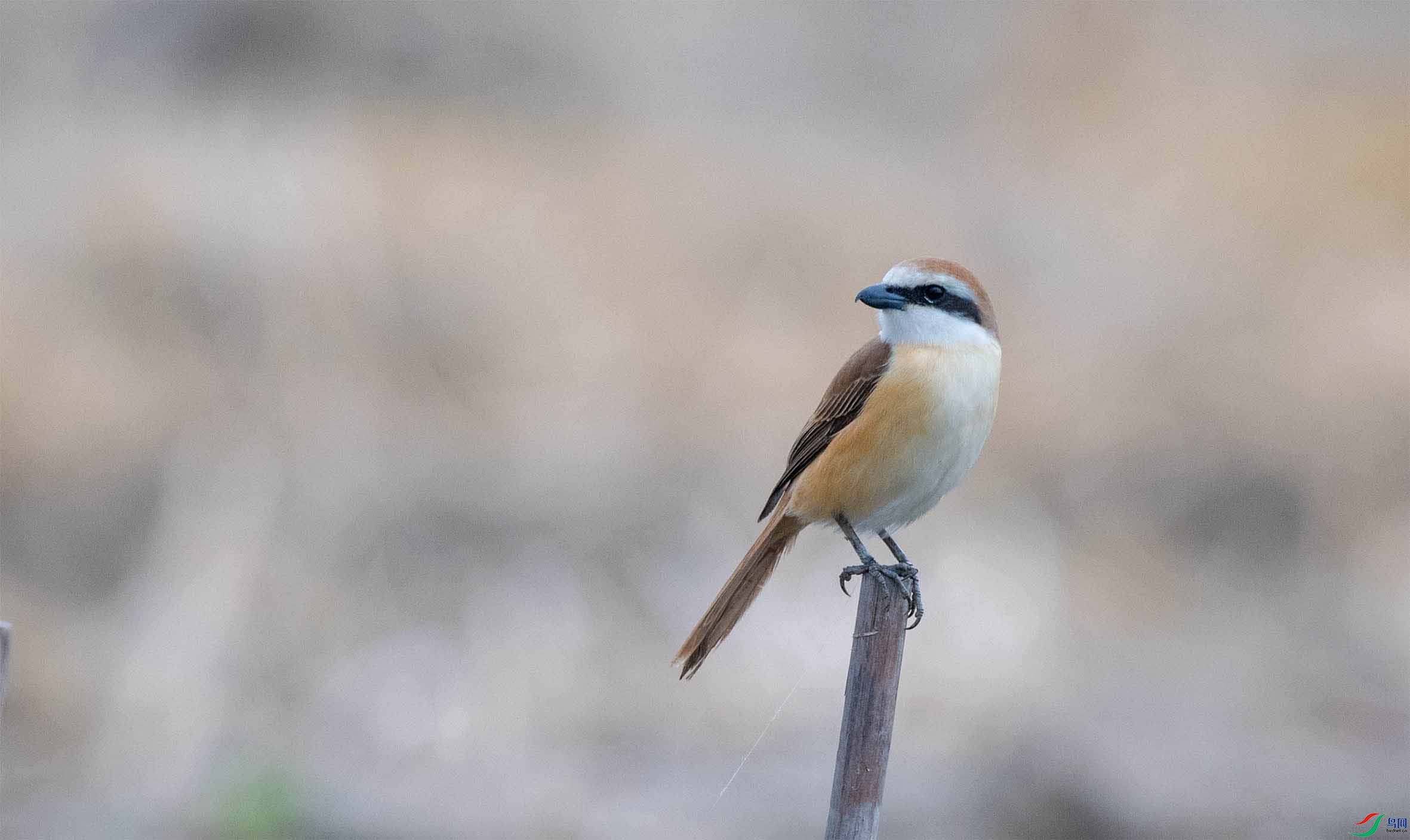 DSC_4990-3 - ���� (2).jpg