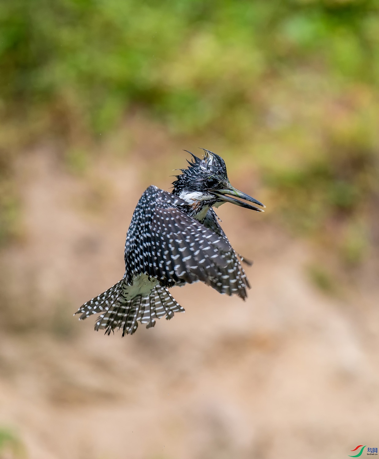 A9D09524a.jpg