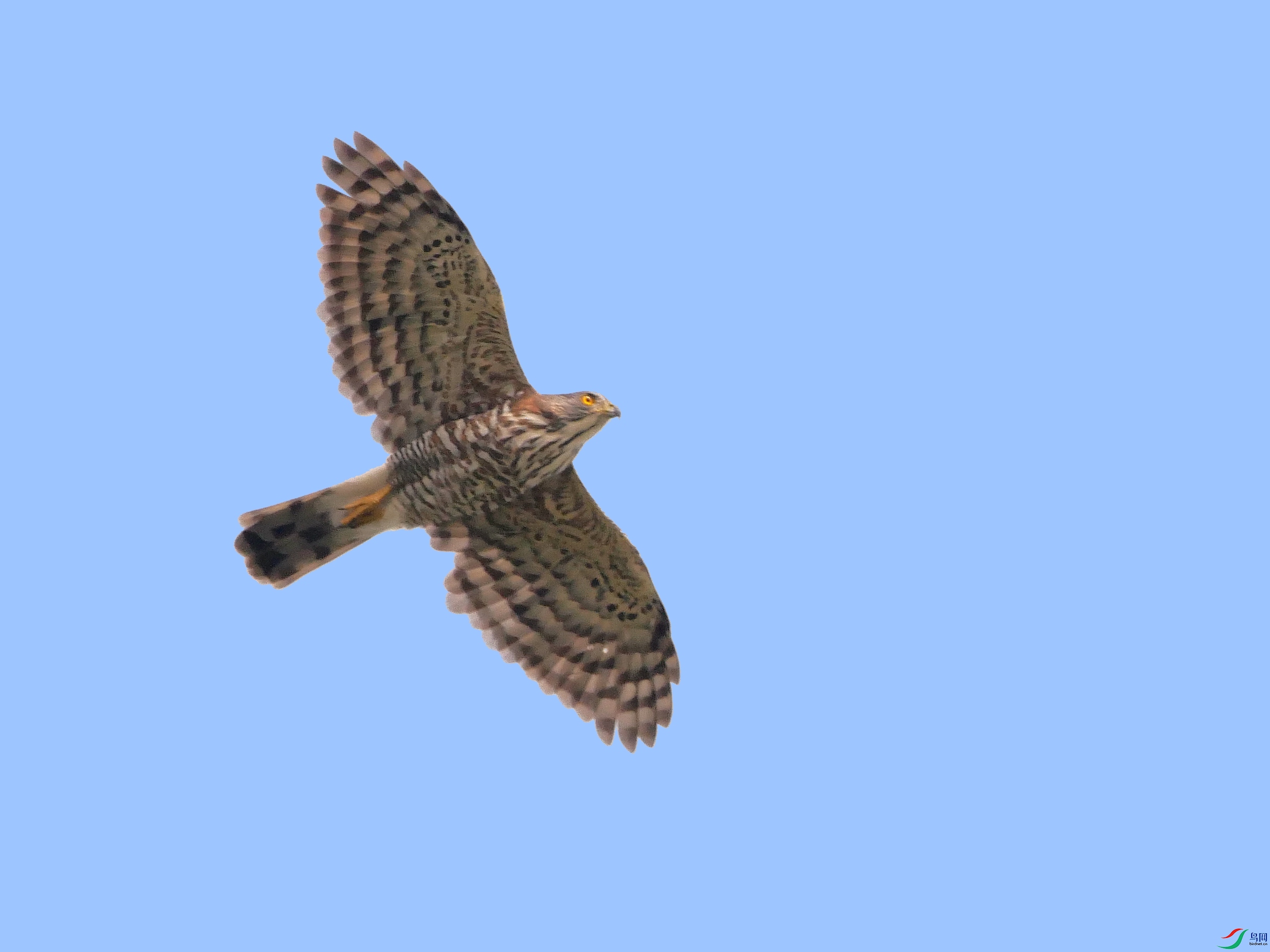 P7140637 - ����.JPG