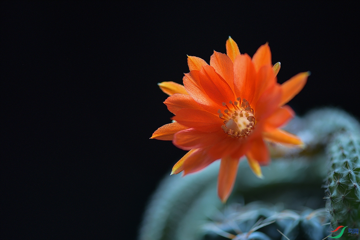 仙人棒花